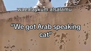 Beautiful Cats
