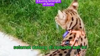 3 RARE CAT IN THE WORD