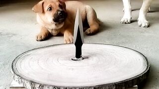 funny video 627