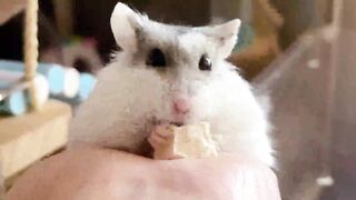 What animal is so cute?