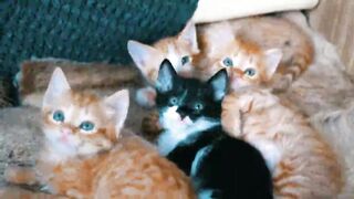What animal is so cute? 2