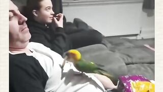 Parrots eating chips human