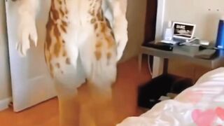 Funny Cat..#pets funny