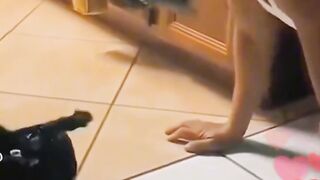 Funny Cat..#pets funny#2