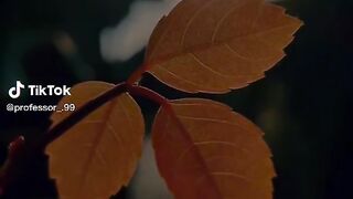 Hazrat Muhammad S.A.W 's videos