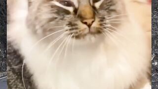 How To Enjoy Funny Cat??