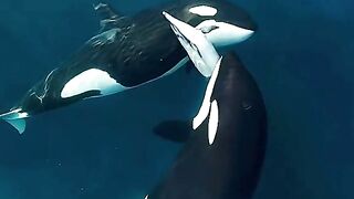 Family_Dolphins ????