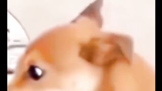 Dog end