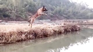 This fast time I saw such beautiful training of a dog