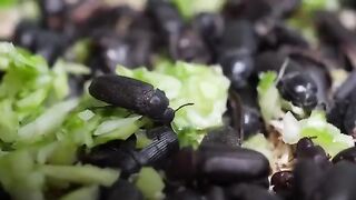 Future Food Edible Insect, Mealworm  Korean food factory