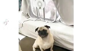 New funny video 42