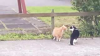 Funny cats meeting