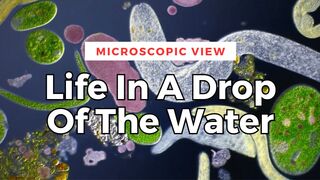 Wow…!!! This is Microscopic View Life In A Drop Of The Water