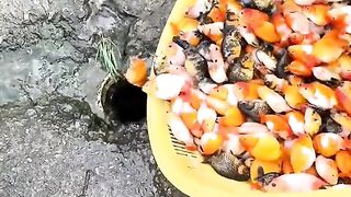 Remove the koi
