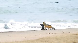 Fox attack