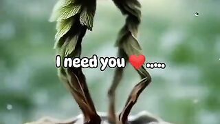 The video of the dancing tree has reached 2 million views