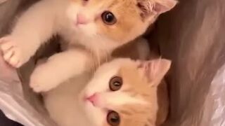 What a cute kitten