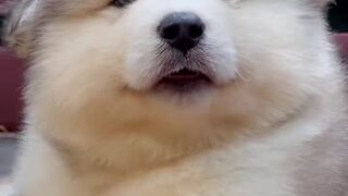 cute dog 17