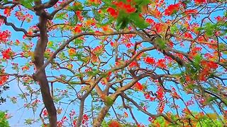 This is nice bangla song