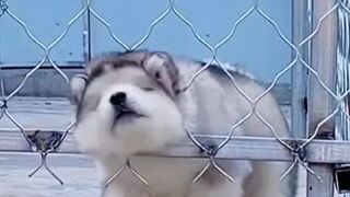 dog doing art