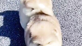 my puppies are beautiful