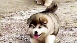 The cute puppy misses you so much today