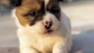 The cute puppy
