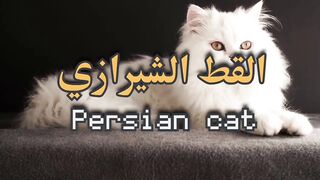 Shirazi cat