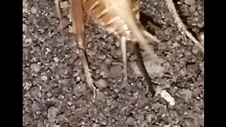 crickets lay eggs