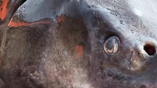 Huge Sturgeon On The Grill