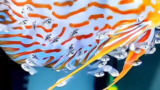 discus fish