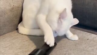 Cat most funnny video