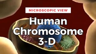 Wow Amazing…!!! This is The 3-D movie that journeys into the human cell revealing a chromosome.