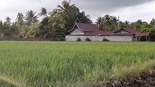 On The Edge Of The Rice Field