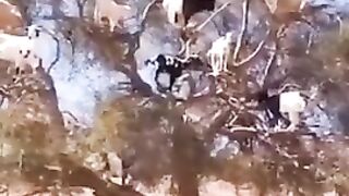 Animals funny moments 3
