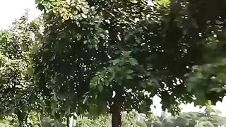 সুন্দর একটি ওয়াজ