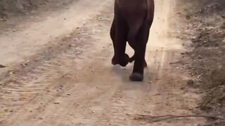 Funny animal video 20