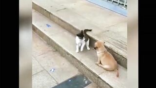 kucing vs anjing