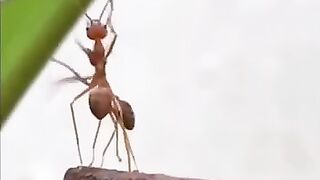 Funny video