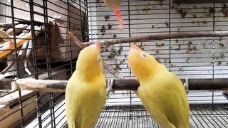 Love bird PAUD