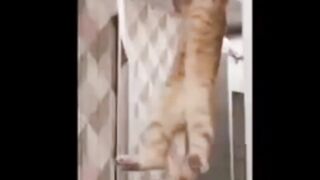 Superb! Funny cat &dog