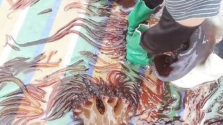 jellyfish 4