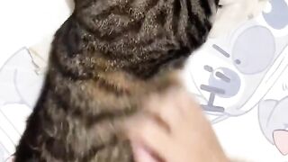funny cat 125