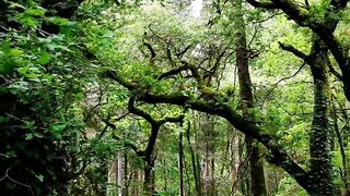 Forest = For rest Cuidemos los bosques, cuidemos la naturaleza.