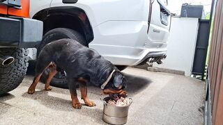 Dog eats very happily 8 agustus 2024