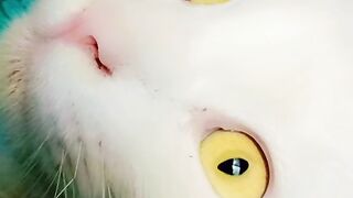 Hurar cats