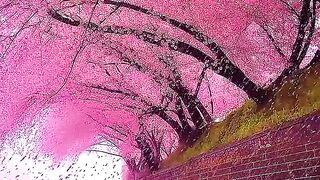 Wow, what a beautiful nature video! watch it.