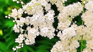 Wow, so beautiful flowers! Watch it.
