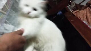 #Fyp #Kucingcute #Catthatpacks a #KucingWhite #KucingPet #Cat????