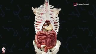 A gland that works with two systems! | Pancreas